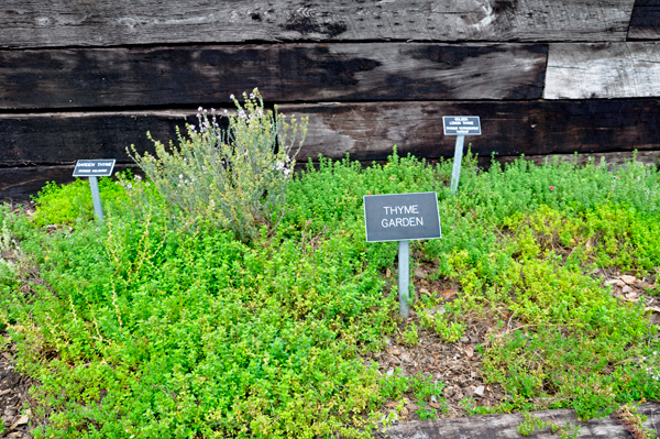 thyme garden